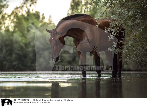 Bavarian warmblood in the water / VD-01272