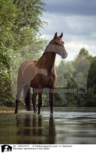 Bavarian warmblood in the water / VD-01273