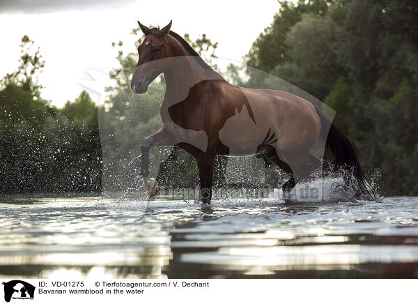 Bavarian warmblood in the water / VD-01275