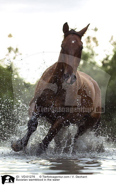Bavarian warmblood in the water / VD-01276