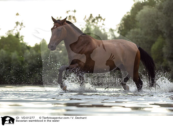 Bavarian warmblood in the water / VD-01277