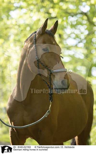German riding horse in summer / EHO-02160