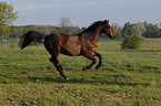galloping Bavarian warmblood
