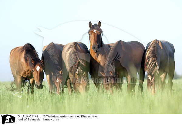 herd of Belorusian heavy draft / ALK-01142