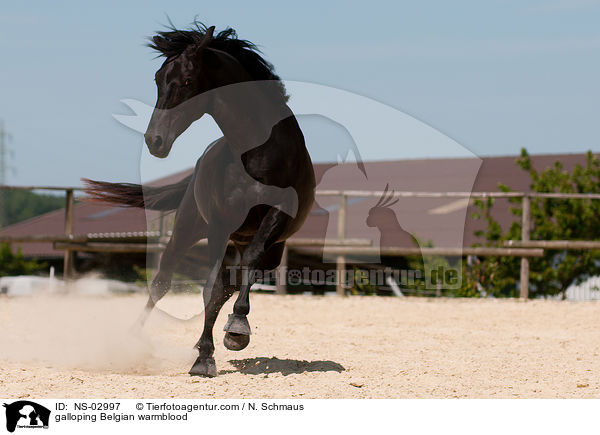 galloping Belgian warmblood / NS-02997