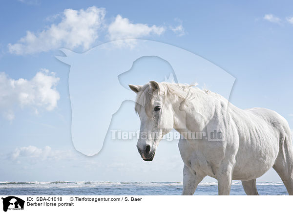 Berber Horse portrait / SBA-01018