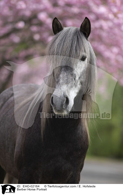 Berber Horse Portrait / EHO-02164