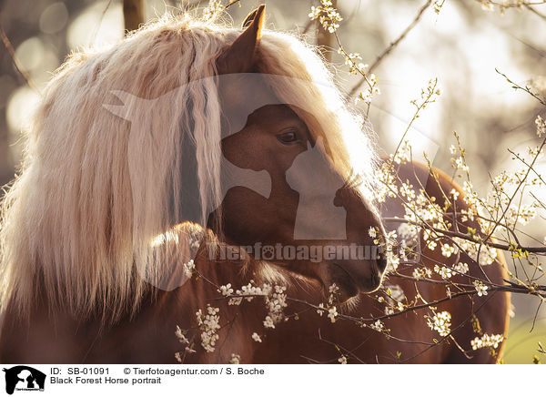Black Forest Horse portrait / SB-01091