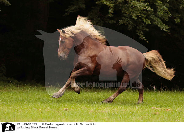 galloping Black Forest Horse / HS-01533