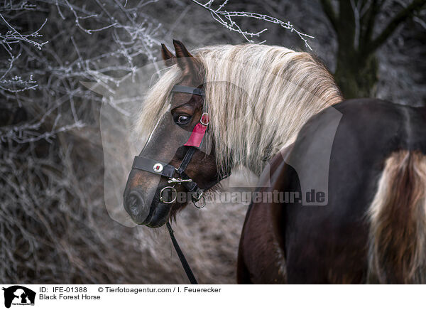 Black Forest Horse / IFE-01388