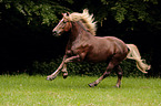 galloping Black Forest Horse
