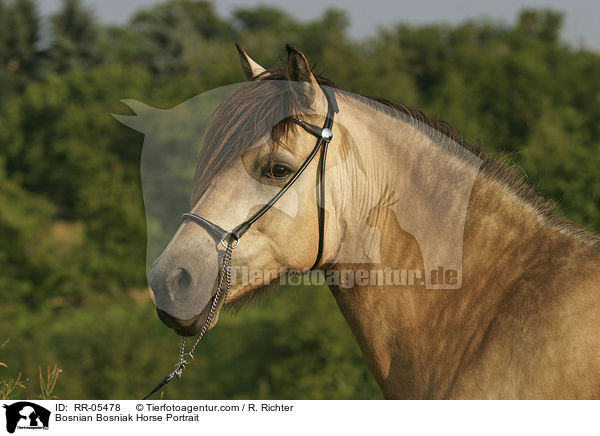 Bosnian Bosniak Horse Portrait / RR-05478