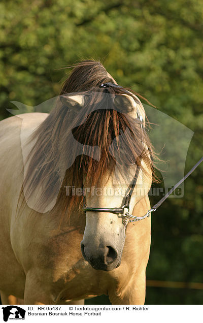Bosnian Bosniak Horse Portrait / RR-05487