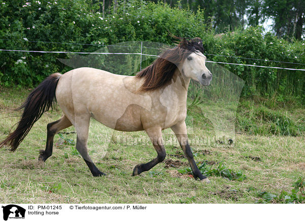 trotting horse / PM-01245