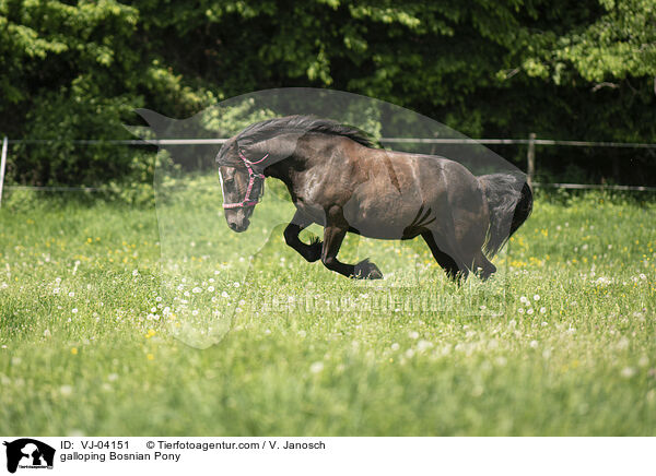 galloping Bosnian Pony / VJ-04151