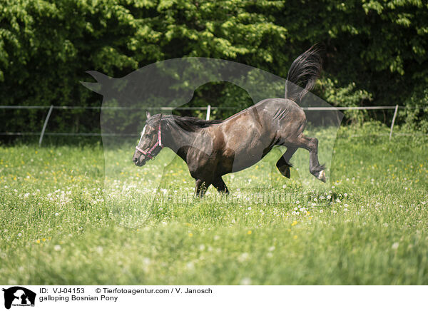 galloping Bosnian Pony / VJ-04153
