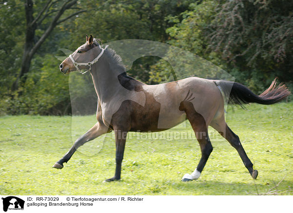 galloping Brandenburg Horse / RR-73029