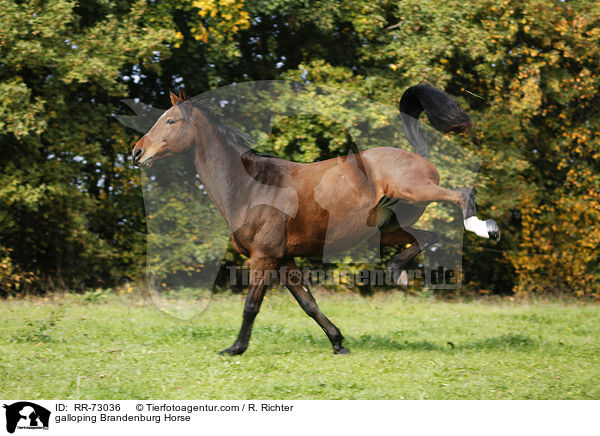 galloping Brandenburg Horse / RR-73036