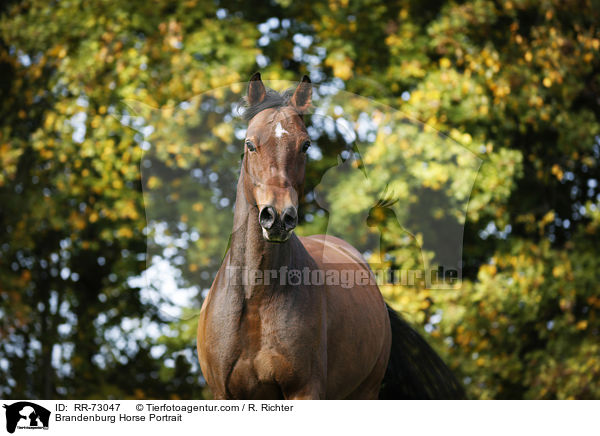 Brandenburg Horse Portrait / RR-73047