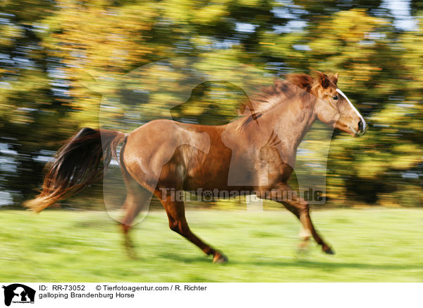 galloping Brandenburg Horse / RR-73052