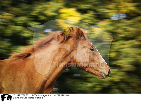 Brandenburg Horse Portrait / RR-73053
