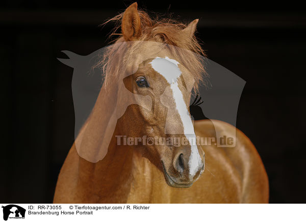 Brandenburg Horse Portrait / RR-73055