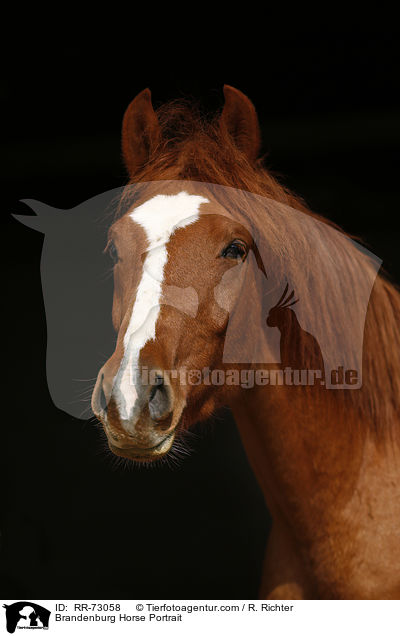 Brandenburg Horse Portrait / RR-73058
