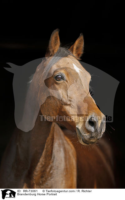 Brandenburg Horse Portrait / RR-73061