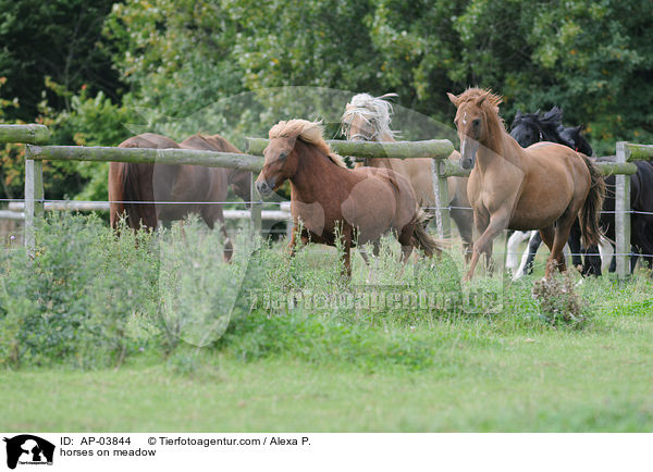 horses on meadow / AP-03844