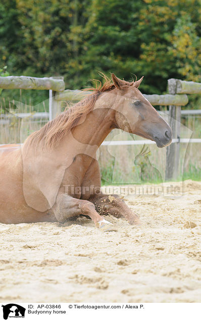 Budyonny horse / AP-03846