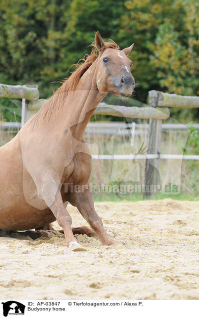 Budyonny horse / AP-03847
