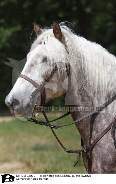 Camargue horse portrait / BM-02070