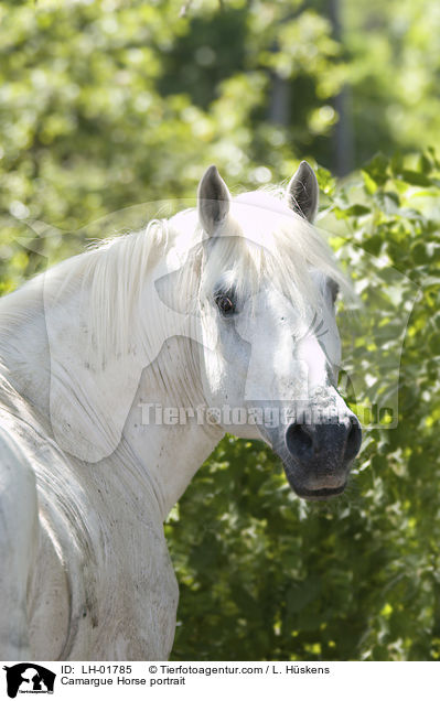 Camargue Horse portrait / LH-01785