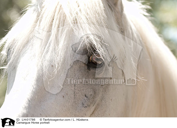 Camargue Horse portrait / LH-01786