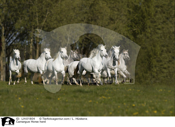 Camargue Horse herd / LH-01804