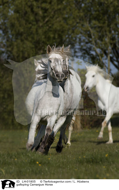 galloping Camargue Horse / LH-01805