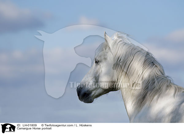 Camargue Horse portrait / LH-01809