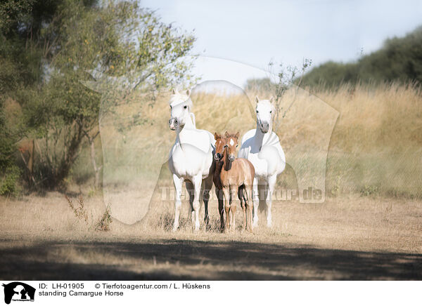 standing Camargue Horse / LH-01905