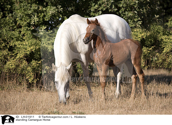 standing Camargue Horse / LH-01911
