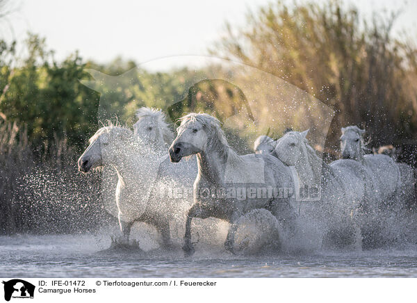 Camargue Horses / IFE-01472