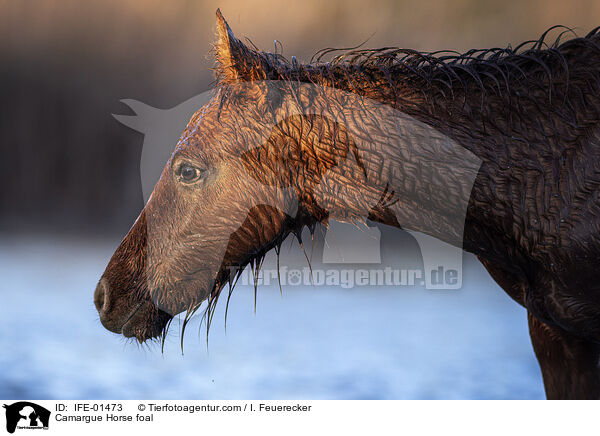 Camargue Horse foal / IFE-01473