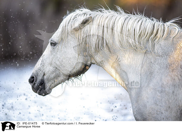 Camargue Horse / IFE-01475