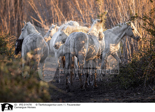 Camargue Horses / IFE-01476