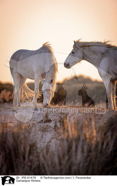 Camargue Horses / IFE-01478