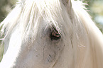 Camargue Horse portrait