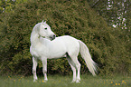 standing Camargue Horse