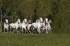 Camargue Horse herd