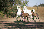 trotting Camargue Horses