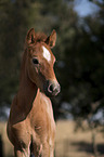 Camargue Horse portrait