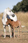 standing Camargue Horse